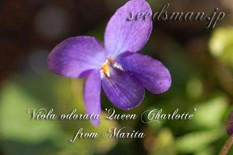 http://seedsman.jp/gardenblog/jpg-blue/Viola_odorata_QueenCharlott-thumb.jpg