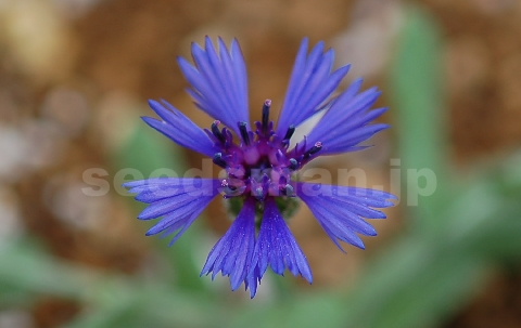 centaurea_cyanoides_BlueCarpet060526.jpg