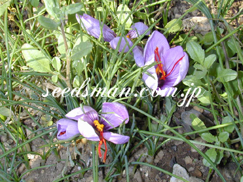 crocus_sativus021118.jpg