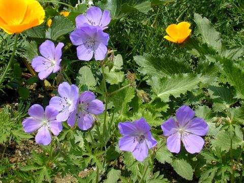 http://seedsman.jp/gardenblog/jpg-blue/geranium-thumb.jpg