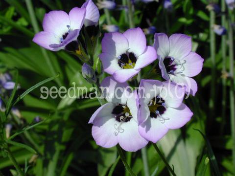 http://seedsman.jp/gardenblog/jpg-blue/gilia_tricolor_Birdseyes050504-thumb.jpg