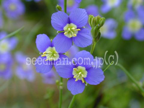 http://seedsman.jp/gardenblog/jpg-blue/heliophila_longifolia4-thumb.jpg