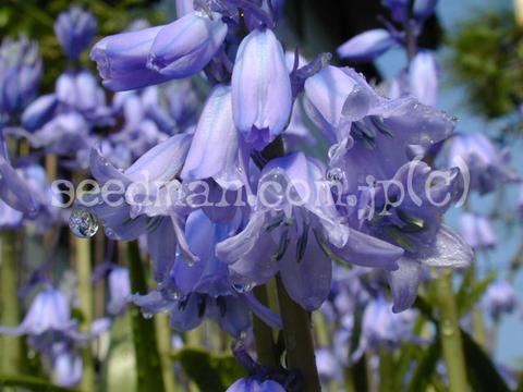 http://seedsman.jp/gardenblog/jpg-blue/hyachinthoides050427-thumb.jpg