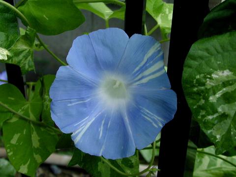 http://seedsman.jp/gardenblog/jpg-blue/ipomoea_nil_seiryu-thumb.jpg