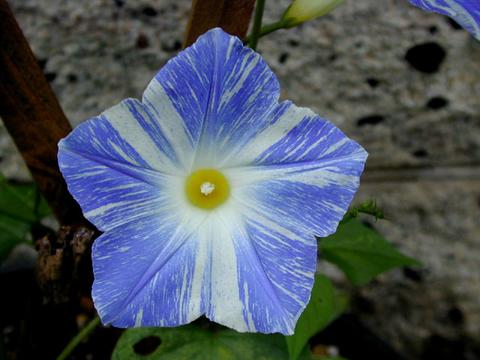 http://seedsman.jp/gardenblog/jpg-blue/ipomoea_tricolor2-thumb.jpg