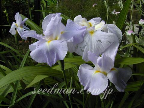 http://seedsman.jp/gardenblog/jpg-blue/iris_ensata040608-thumb.jpg