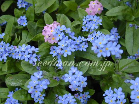 http://seedsman.jp/gardenblog/jpg-blue/myosotis040411-thumb.jpg