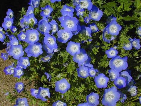 http://seedsman.jp/gardenblog/jpg-blue/nemophila1-thumb.jpg
