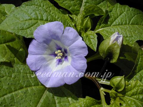 http://seedsman.jp/gardenblog/jpg-blue/nicandra020418-thumb.jpg