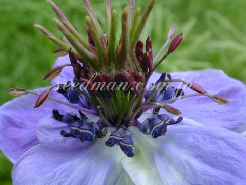 http://seedsman.jp/gardenblog/jpg-blue/nigella_papilosa_Curiosity050524-thumb.jpg