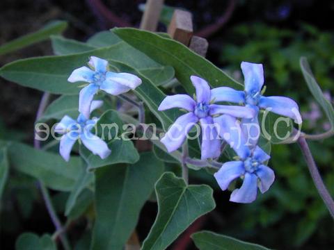 http://seedsman.jp/gardenblog/jpg-blue/oxypetalum_caerulea020815-thumb.jpg