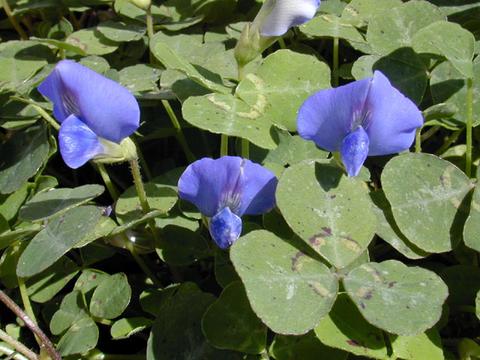 http://seedsman.jp/gardenblog/jpg-blue/parochetus_communis2-thumb.jpg
