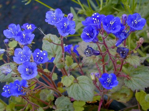 http://seedsman.jp/gardenblog/jpg-blue/phacelia1-thumb.jpg