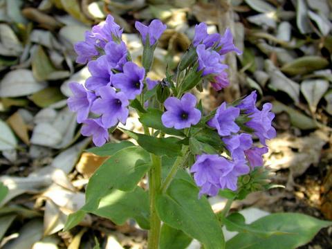 http://seedsman.jp/gardenblog/jpg-blue/pulmonaria_officinalis3-thumb.jpg