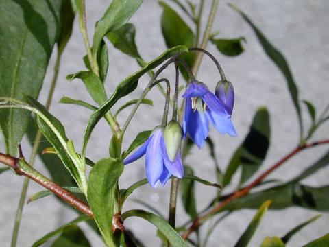 http://seedsman.jp/gardenblog/jpg-blue/sollya_heterophylla2-thumb.jpg