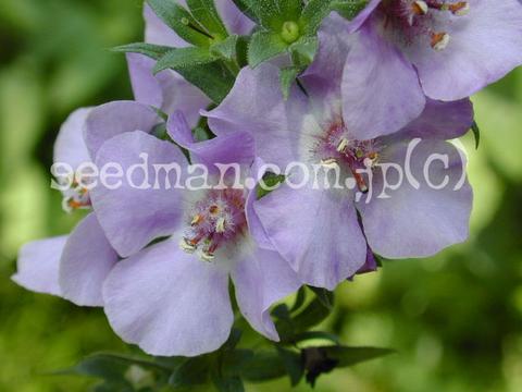 http://seedsman.jp/gardenblog/jpg-blue/verbascum_phoeniceum020721-thumb.jpg