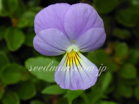 http://seedsman.jp/gardenblog/jpg-blue/viola_cornuta_Admiration050722-thumb.jpg