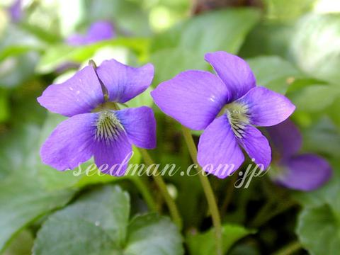 http://seedsman.jp/gardenblog/jpg-blue/viola_odorata_Blue040415-thumb.jpg