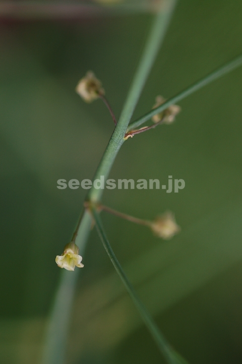 asparagus_officinalis060504.jpg