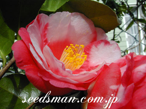 camellia_japonica010411.jpg