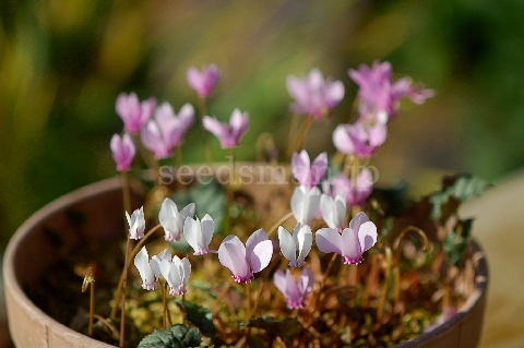 cyclamen_hederifolium081013.jpg