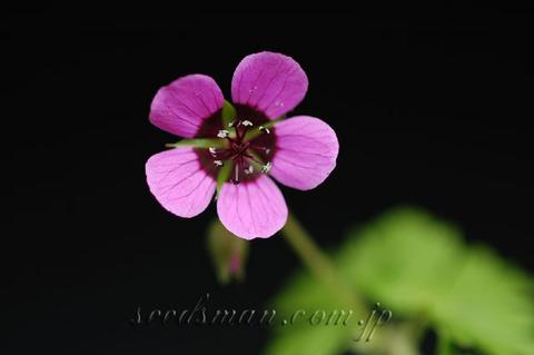 http://seedsman.jp/gardenblog/jpg-pink/geranium_biuncinatum0605042-thumb.jpg