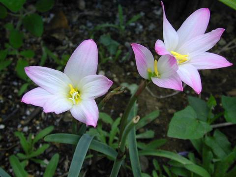 http://seedsman.jp/gardenblog/jpg-pink/habranthus_robstus1-thumb.jpg