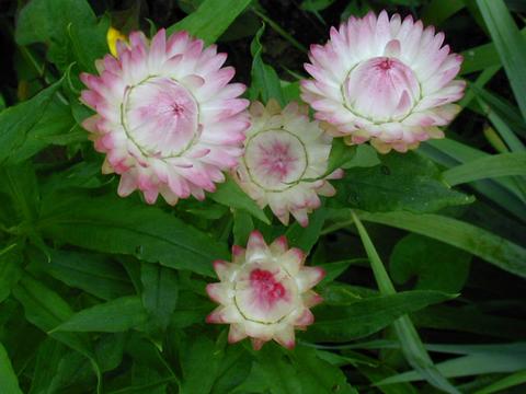 http://seedsman.jp/gardenblog/jpg-pink/helichrysum_bracteatum050722-thumb.jpg