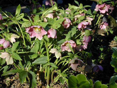 http://seedsman.jp/gardenblog/jpg-pink/helleborus_orientalis1-thumb.jpg