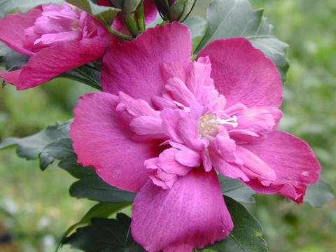http://seedsman.jp/gardenblog/jpg-pink/hibiscus_syriacus050724-thumb.jpg