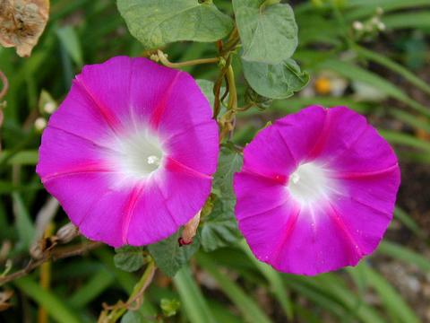 http://seedsman.jp/gardenblog/jpg-pink/ipomoea_purpurea-thumb.jpg
