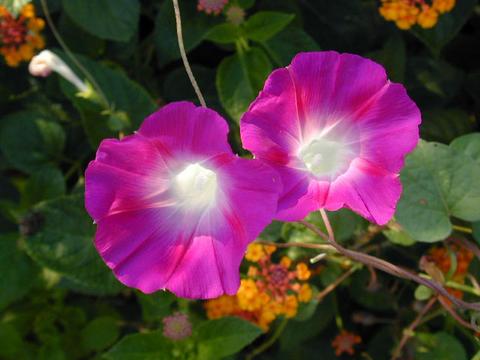 http://seedsman.jp/gardenblog/jpg-pink/ipomoea_purpurea2-thumb.jpg