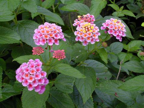 http://seedsman.jp/gardenblog/jpg-pink/lantana_camara-thumb.jpg