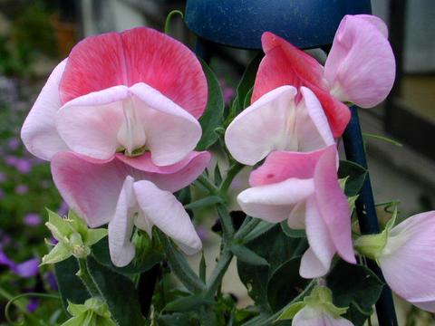 http://seedsman.jp/gardenblog/jpg-pink/lathyrus_odoratus-thumb.jpg