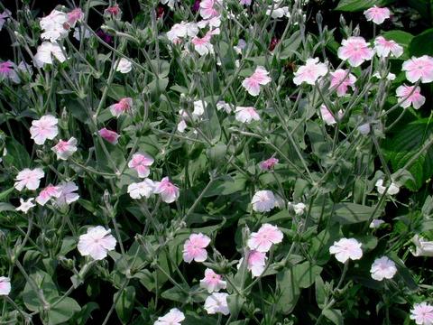 http://seedsman.jp/gardenblog/jpg-pink/lychnis_coronaria_occulata1-thumb.jpg