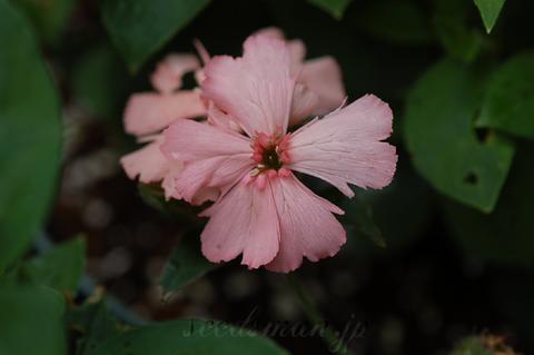 http://seedsman.jp/gardenblog/jpg-pink/lychnis_sieboldiiPW060622-thumb.jpg