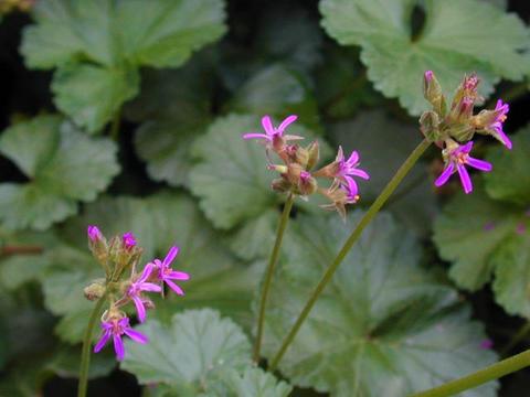 http://seedsman.jp/gardenblog/jpg-pink/pelargonium_grossularioides-thumb.jpg