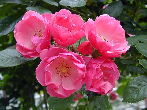 http://seedsman.jp/gardenblog/jpg-pink/rosa_angela1-thumb.jpg