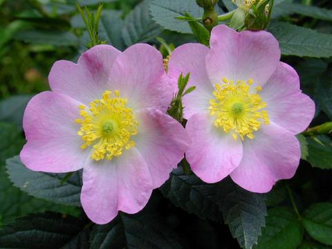 http://seedsman.jp/gardenblog/jpg-pink/rosa_eglantelia1-thumb.jpg
