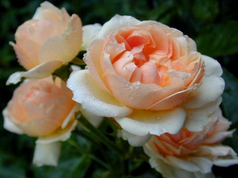 http://seedsman.jp/gardenblog/jpg-pink/rosa_evelin1-thumb.jpg
