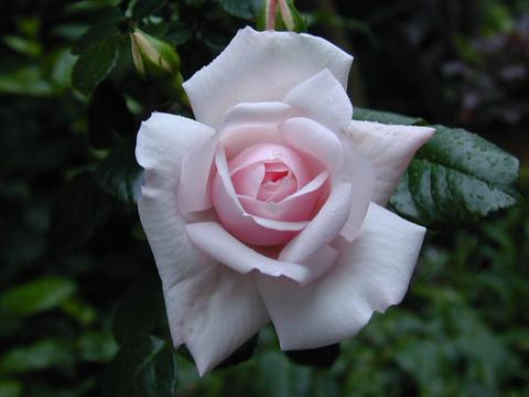 http://seedsman.jp/gardenblog/jpg-pink/rosa_newdawn1-thumb.jpg