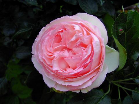http://seedsman.jp/gardenblog/jpg-pink/rosa_pierle1-thumb.jpg