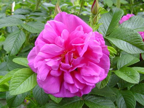 http://seedsman.jp/gardenblog/jpg-pink/rosa_rugosa1-thumb.jpg