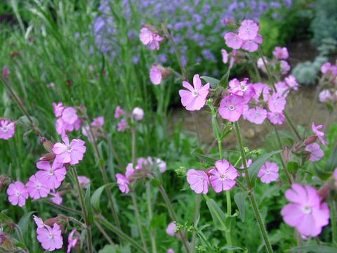 http://seedsman.jp/gardenblog/jpg-pink/silene_dioica_Pink2-thumb.jpg
