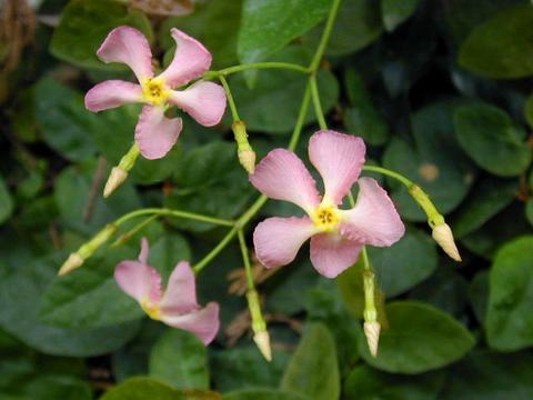 http://seedsman.jp/gardenblog/jpg-pink/trachelospermum_asiaticum1-thumb.jpg