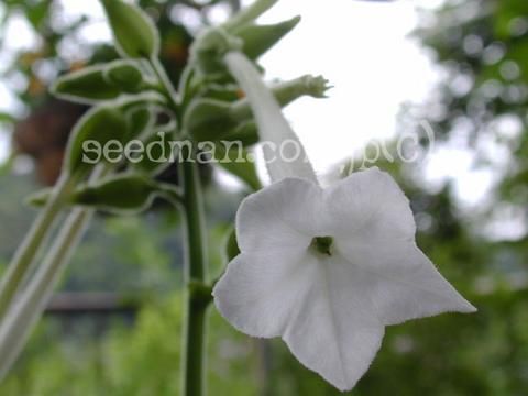 http://seedsman.jp/gardenblog/jpg-white/nicotiana_sylvestris030703-thumb.jpg
