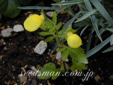 calceolaria_mexicana050520.jpg