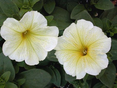 http://seedsman.jp/gardenblog/jpg-yellow/petunia_prismsunshine1-thumb.jpg