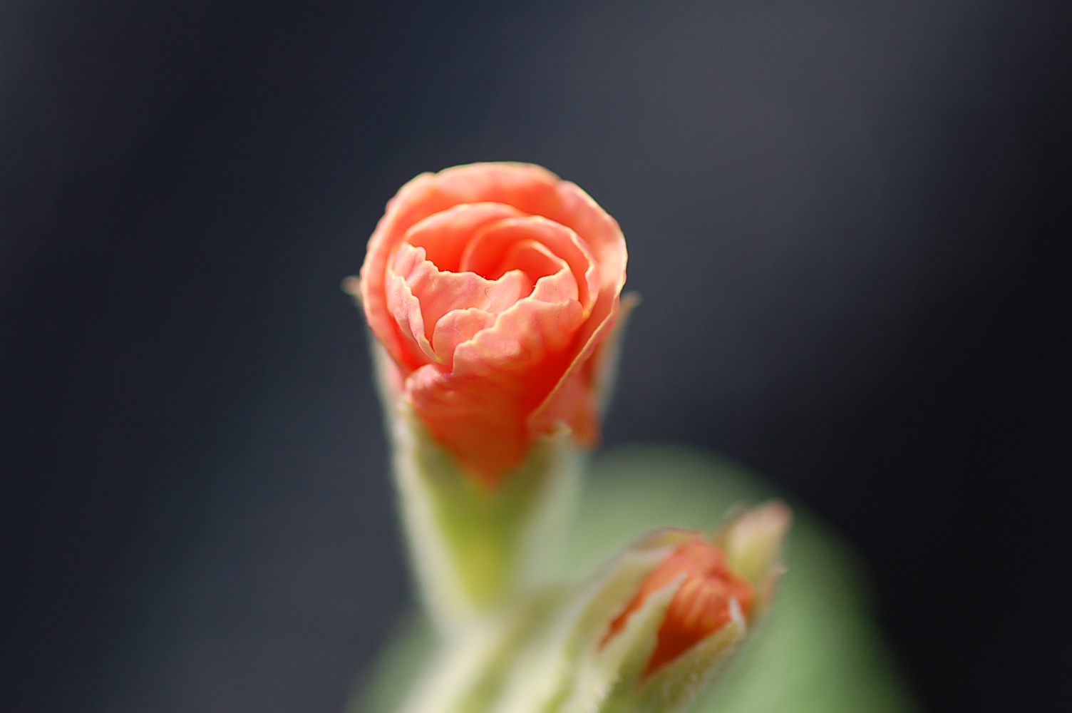p_DesertSunset image 3