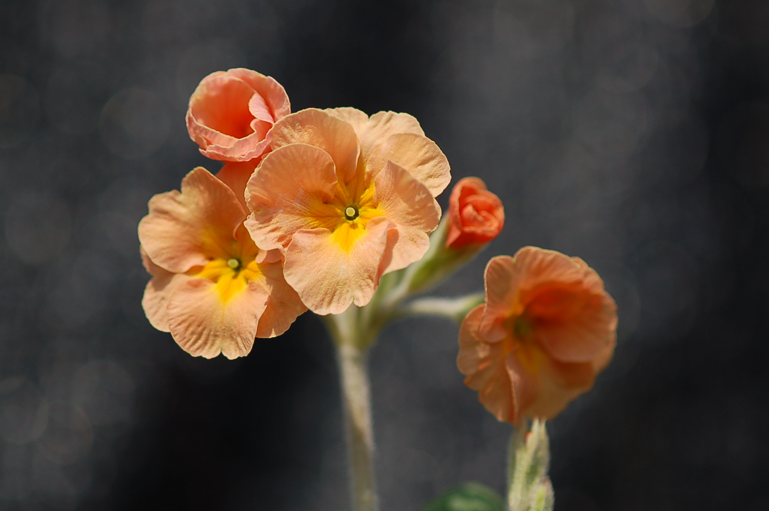 Primula 'Desert Sunset' image